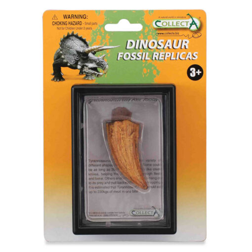 CollectA Εύρημα - Πλάγιο Δόντι Τυραννόσαυρου Ρέξ Σε Κουτί (89358)